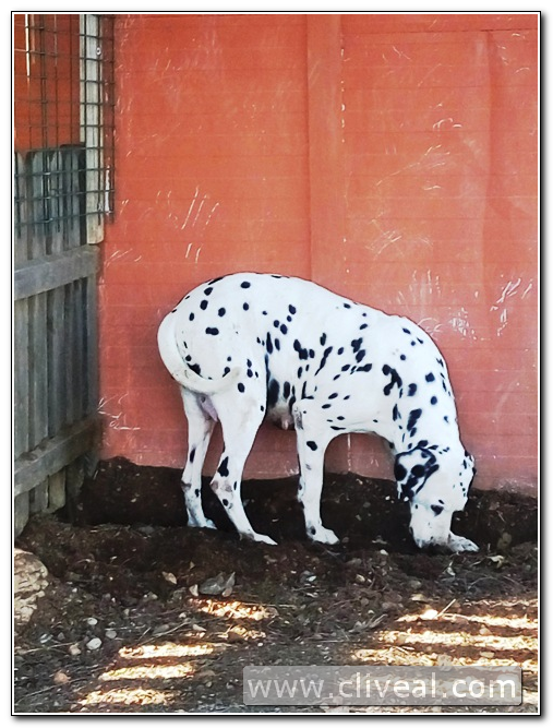 dálmata preñada de dos meses