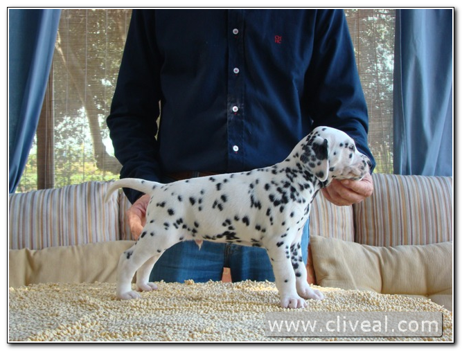 cachorro dalmata macho