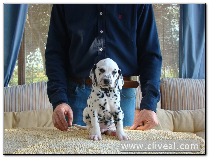 cachorro dálmata macho