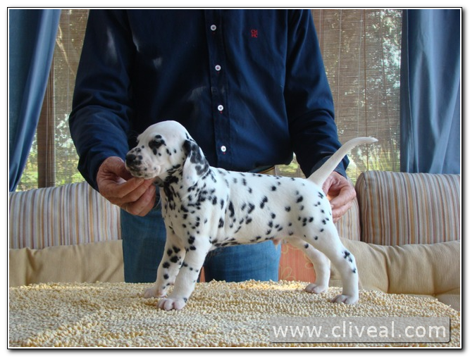 cachorro dálmata macho