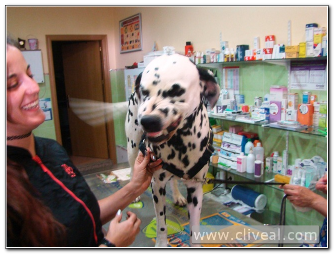 dálmata riendose en Cliveal