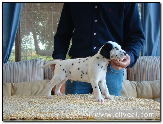 dalmatian puppy