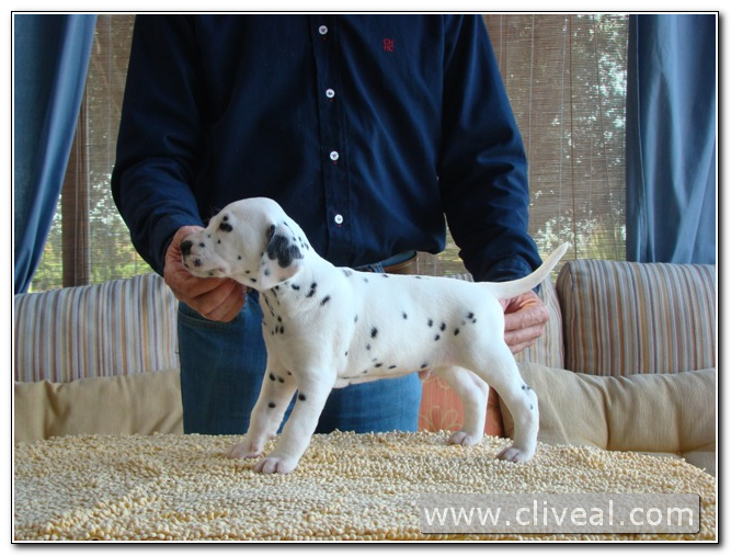 dalmatian puppy