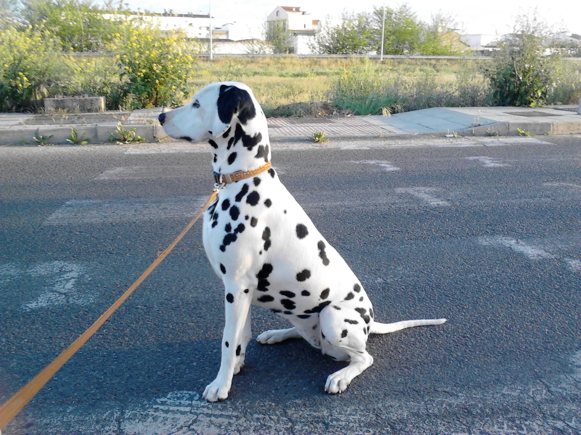 dalmata sentado