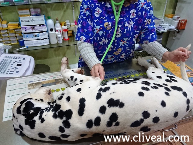 dalmata siendo auscultada