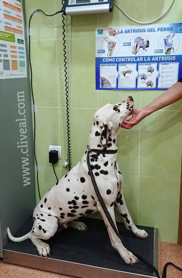 dalmata siendo pesada