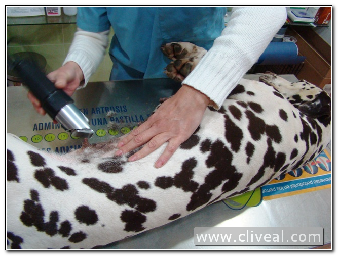 dalmata siendo rasurada para ecografia
