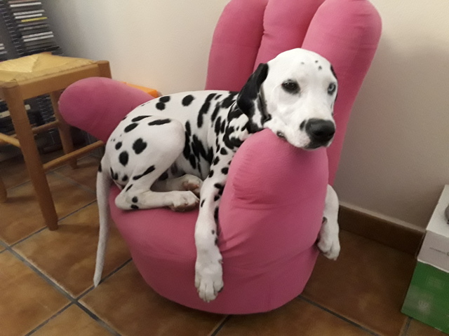 dalmata sordo
