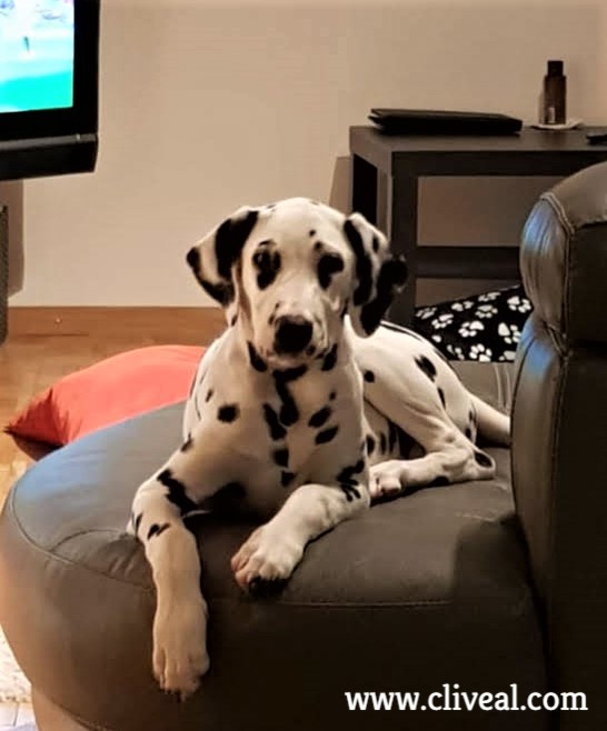 dalmata suiza