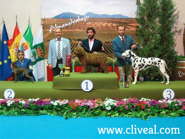 dalmata tercera de bis junior