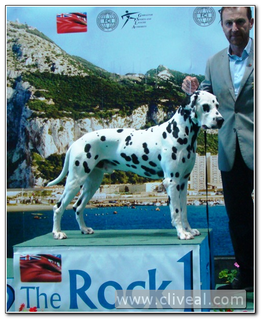 dalmata Tiberius de cliveal en el podium