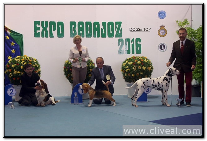 nuestros dálmatas en badajoz en el podium