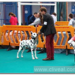 dalmata-tiberius-en-expo-canina