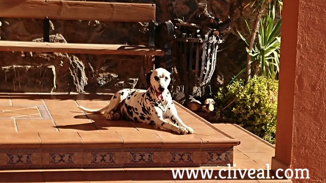 dalmata tomando el sol