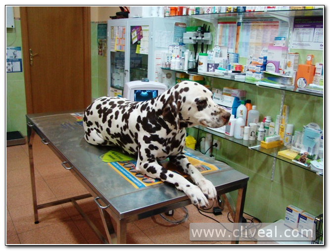 dalmata tumbada en mesa de la clinica veterinaria cliveal