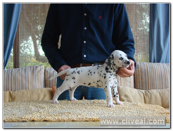 dalmata cachorrita Valencia