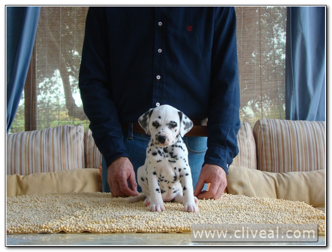 dalmata cachorrita Bilbao