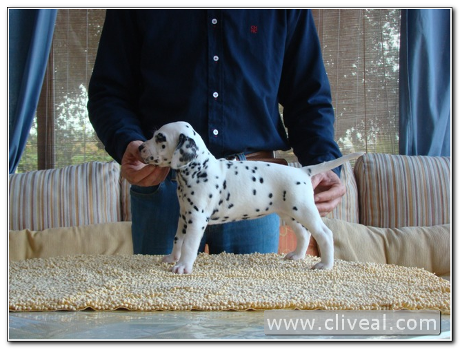 dalmata cachorrita Barcelona