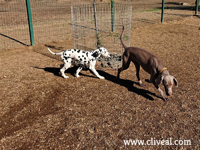 dalmata y braco de weimar