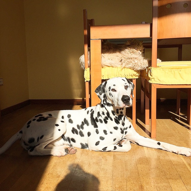 dalmata y gato