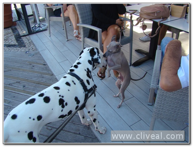 dalmata y piccolo lebrel italiano