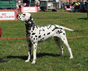 dalmata_penelope_de_cliveal