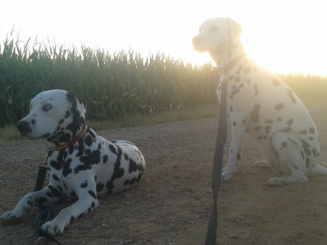 dalmatas al atardecer