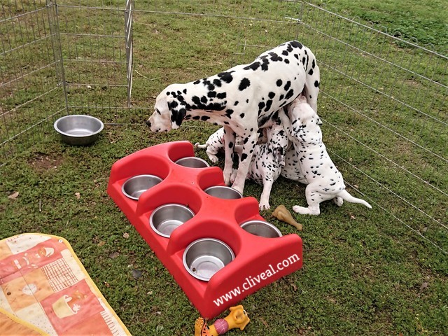 dalmatas amamantandose