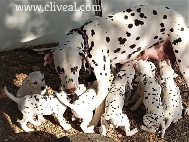 dalmatas amamantandose