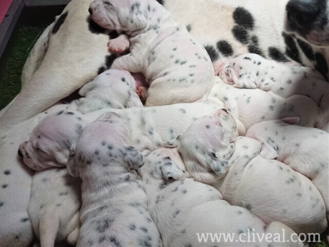 dalmatas amontonados