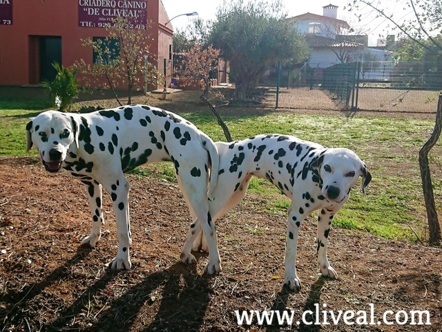 dalmatas apareados