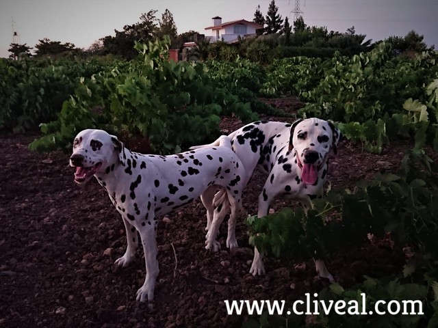 dalmatas apareados