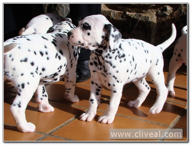 dalmatas cachorritos de 40 días