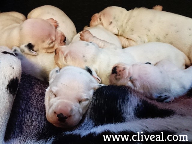 dalmatas cachorros durmiendo
