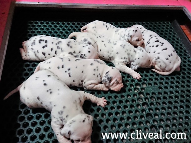 dalmatas cachorros 18 dias