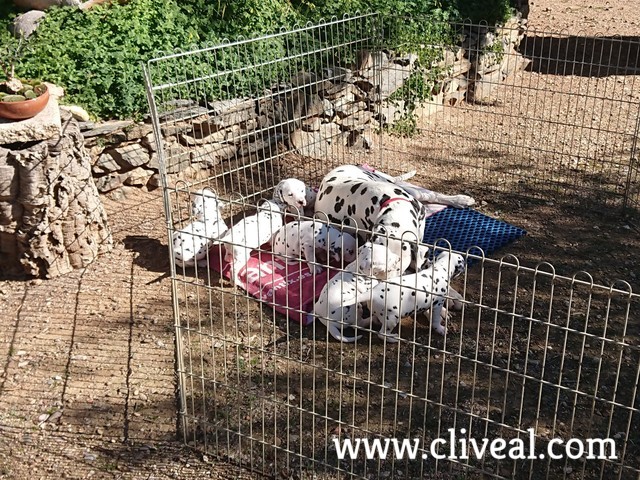 dalmatas cachorros 2018