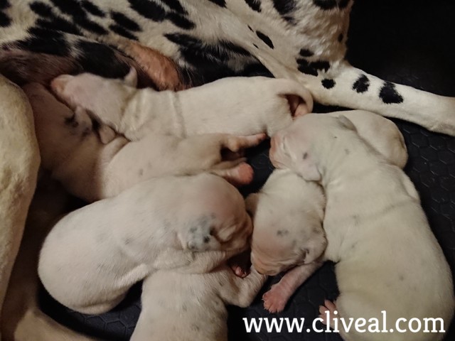 dalmatas cachorros de 7 dias