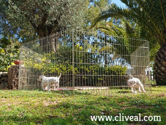 dalmatas cachorros en el jardin