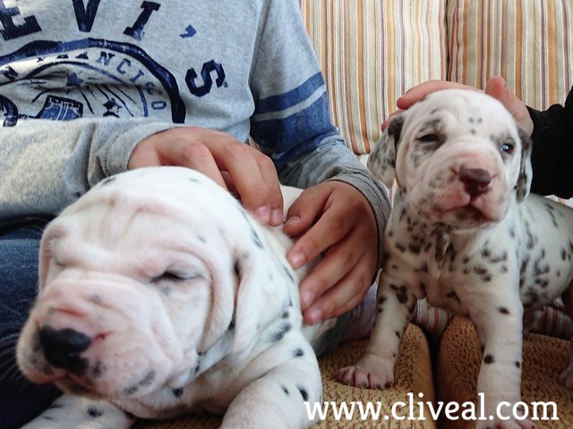 dalmatas-cachorros-madrid