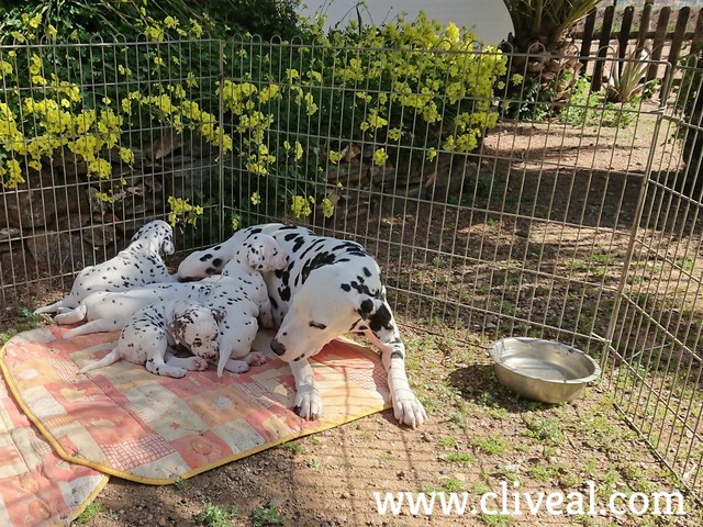 dalmatas con su madre