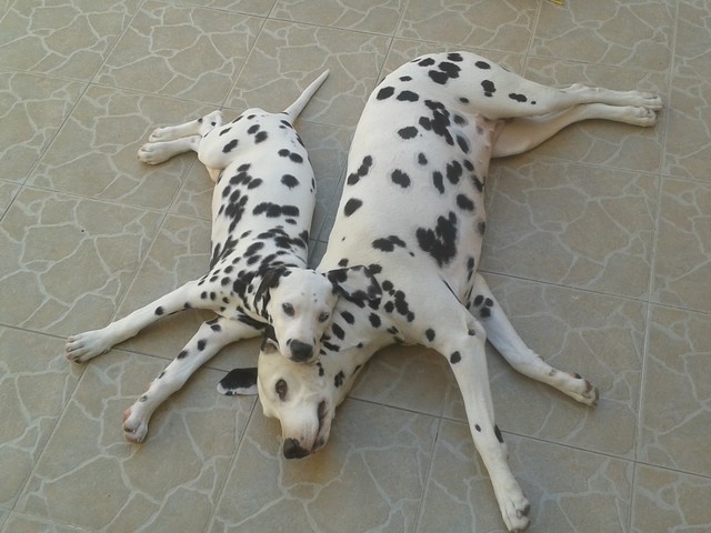 dalmatas de color negro