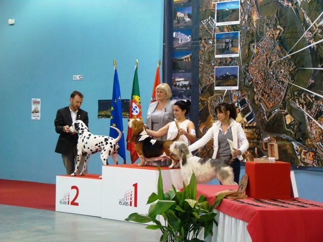 dálmatas en Elvas con Newton segundo