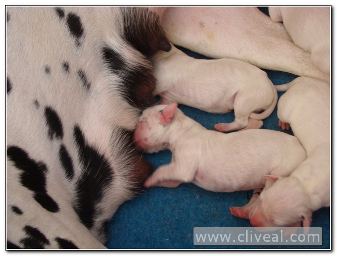 dalmatas mamando