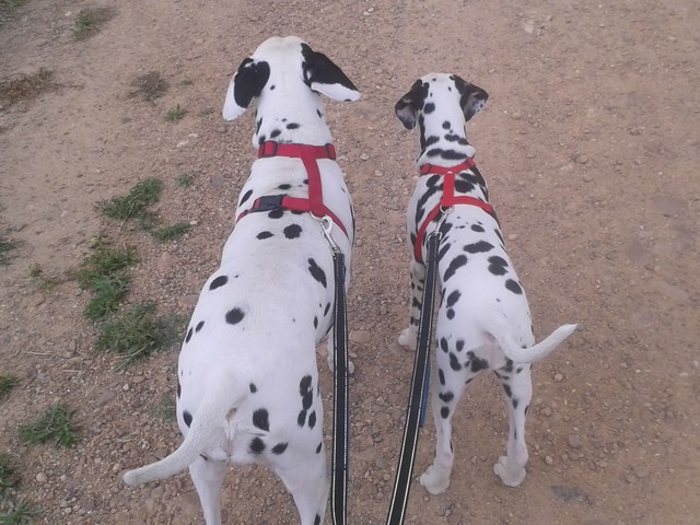 dalmatas paseando