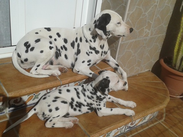 dalmatas tomando el sol