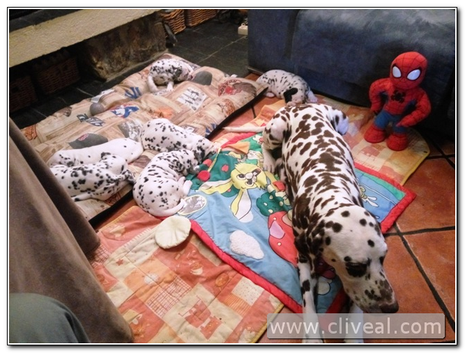 dalmatian puppy litter