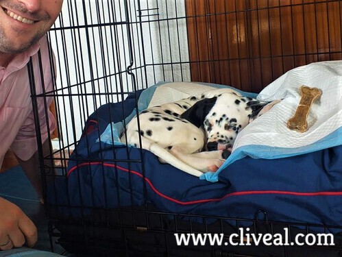 dalmatian puppy sleeping