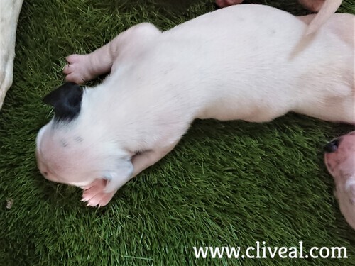 dalmatian with patch