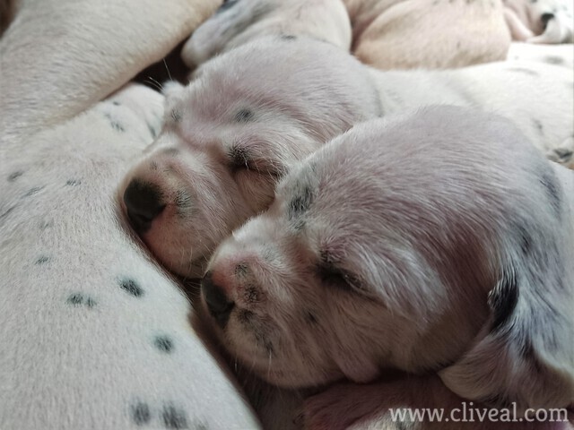 dalmatians puppies sleeping