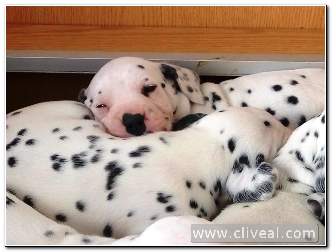dalmatians puppies sleeping
